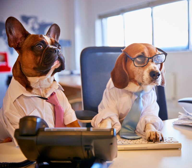 Perros con cobarta representando la evaluación inicial y el plan a medida del modo de adiestramiento canino personalizado de K9CORP en Santiago de Chile